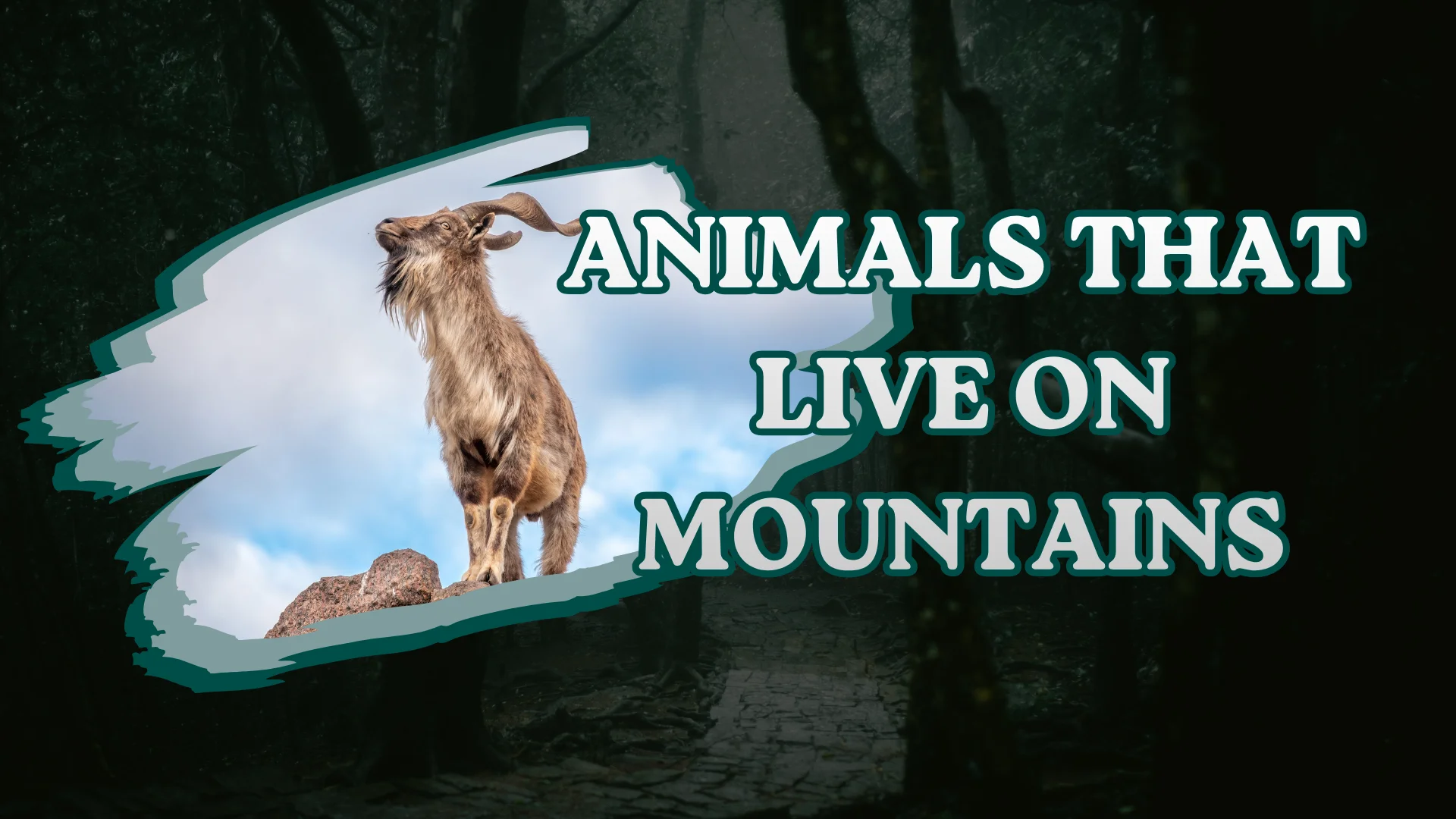 Animals That Live on Mountains