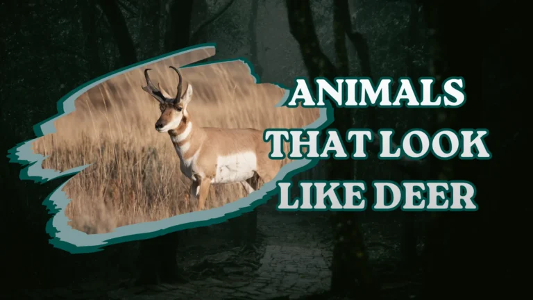 Animals That Look Like Deer