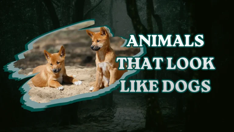 Animals That Look Like Dogs