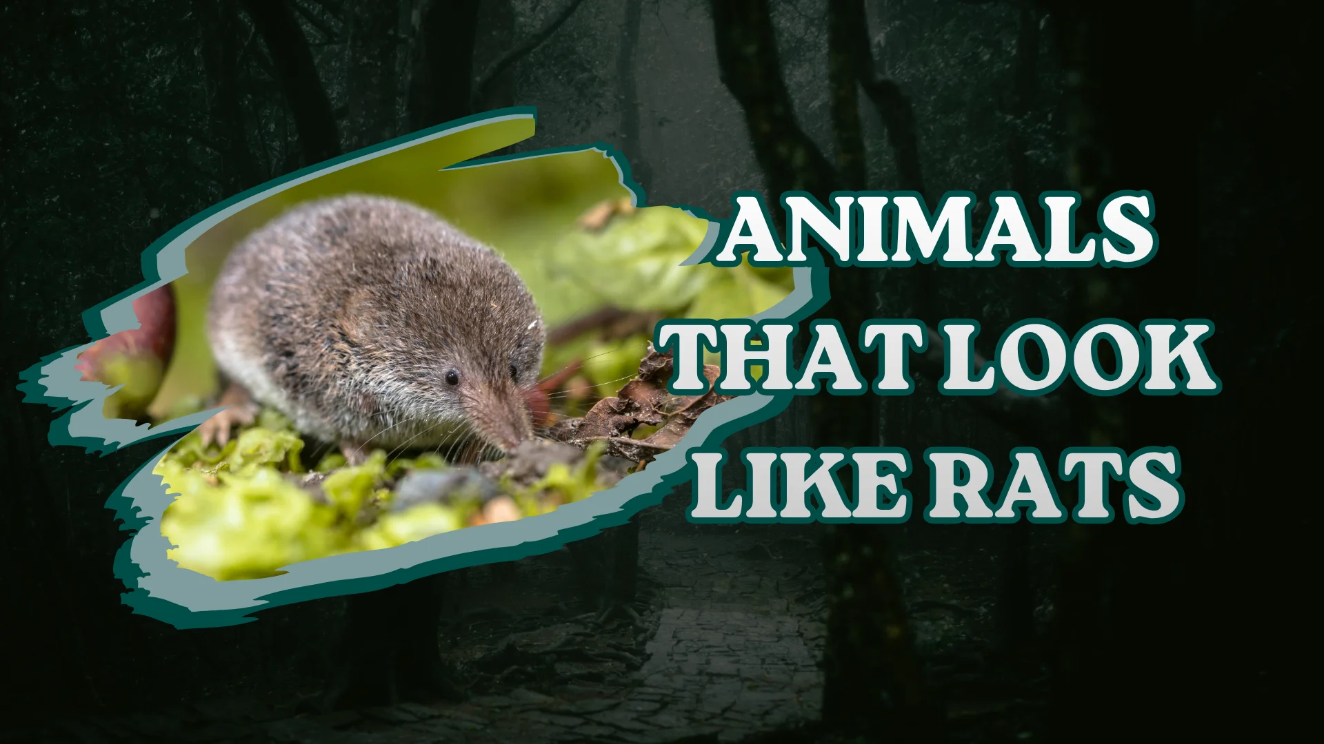 Animals That Look Like Rats
