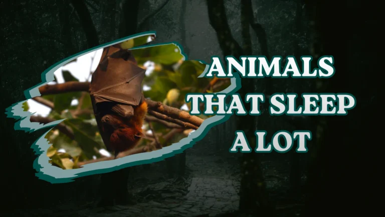 Animals That Sleep a Lot