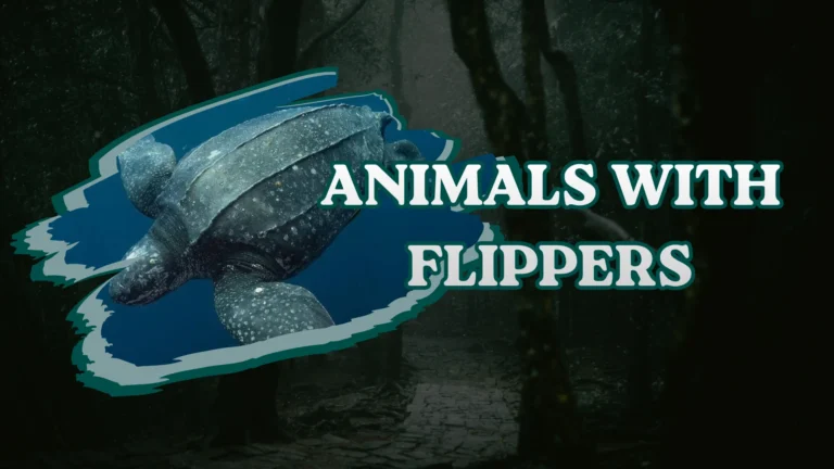 Animals With Flippers