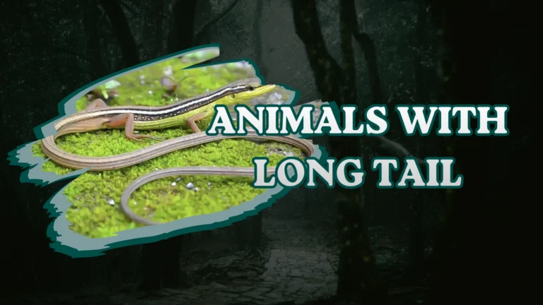 Animals With Long Tail