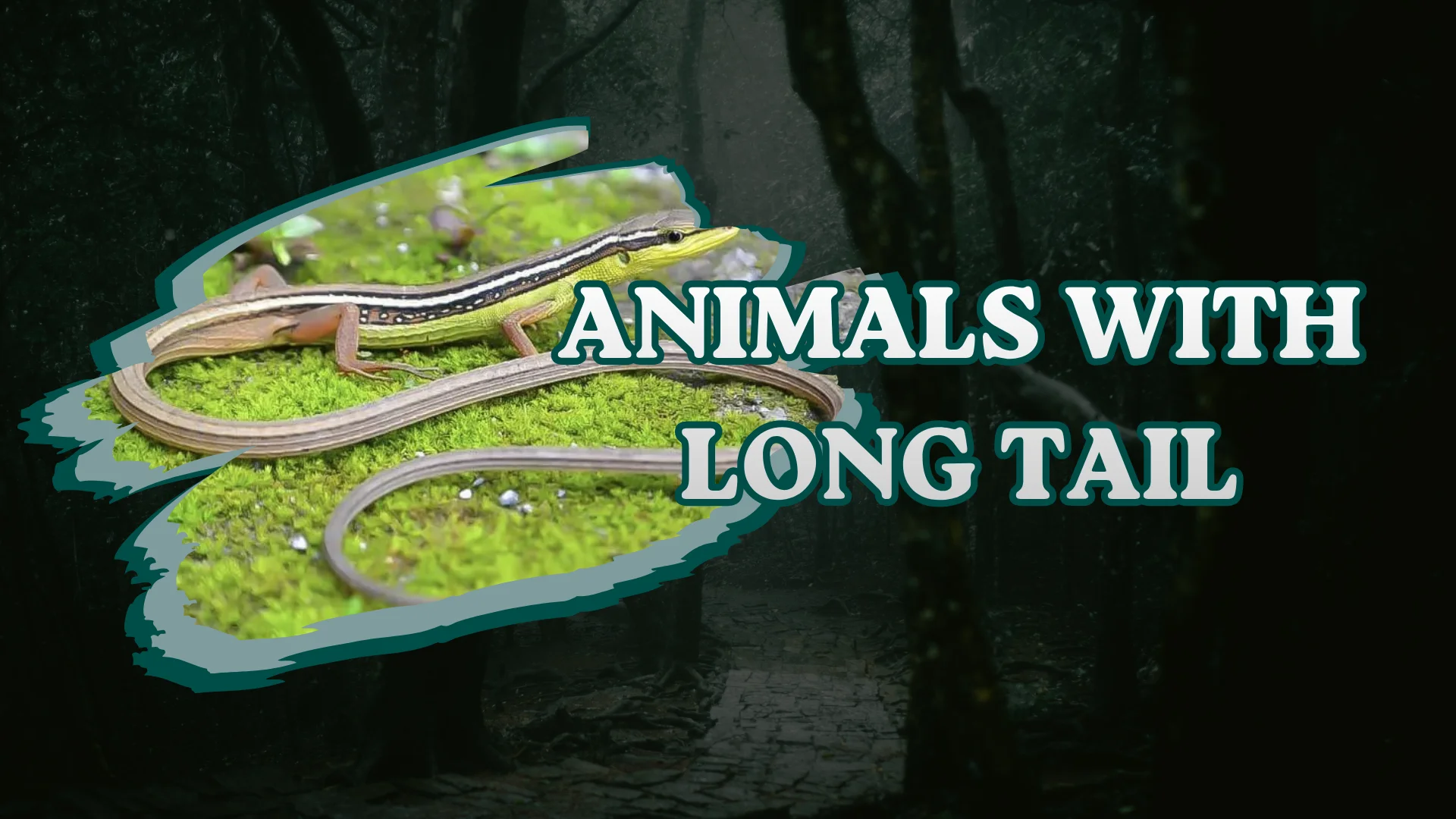 Animals With Long Tail