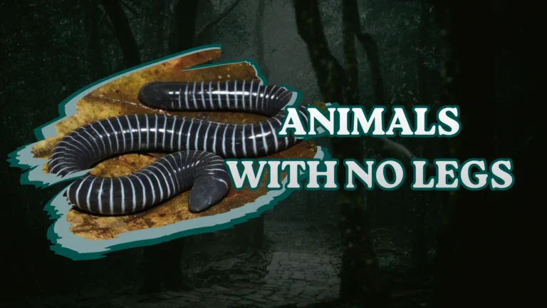 Animals With No Legs