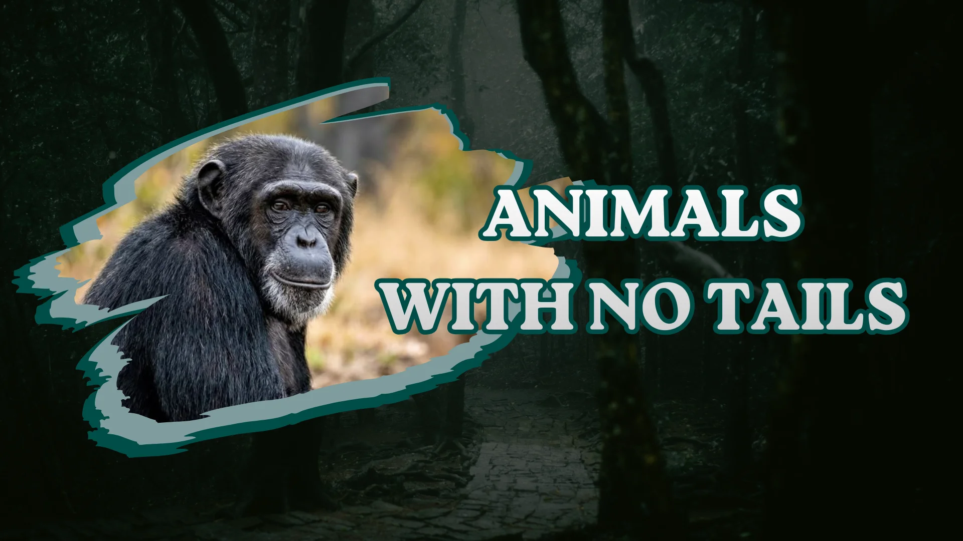 Animals With No Tails