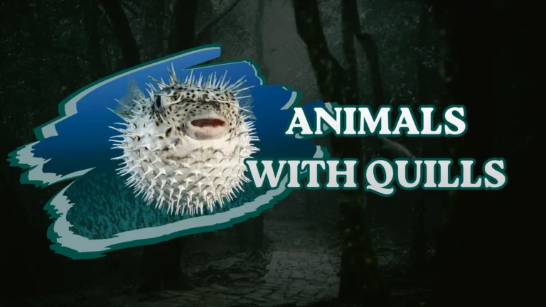 Animals With Quills