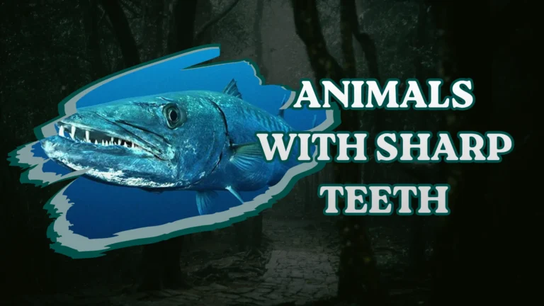 Animals With Sharp Teeth