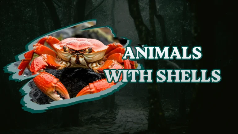 Animals With Shells