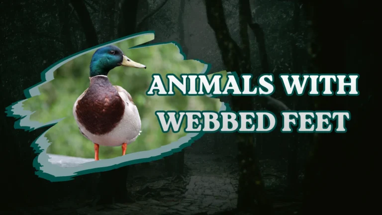 Animals With Webbed Feet