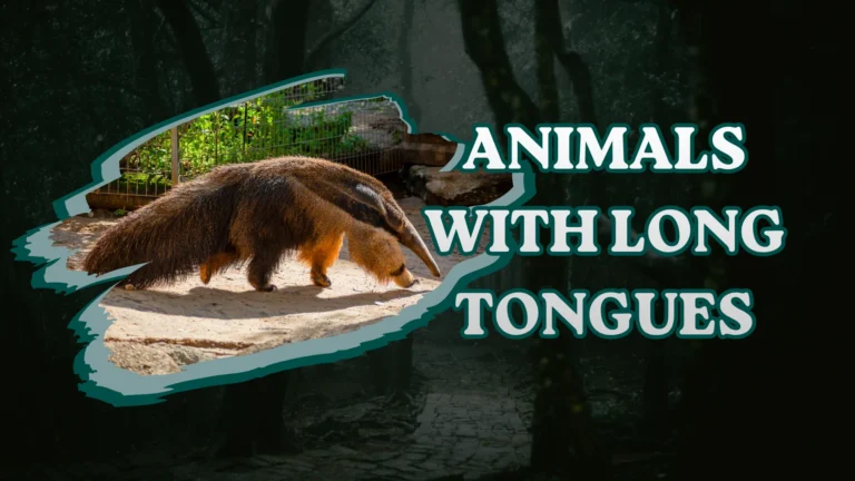 Animals with Long Tongues