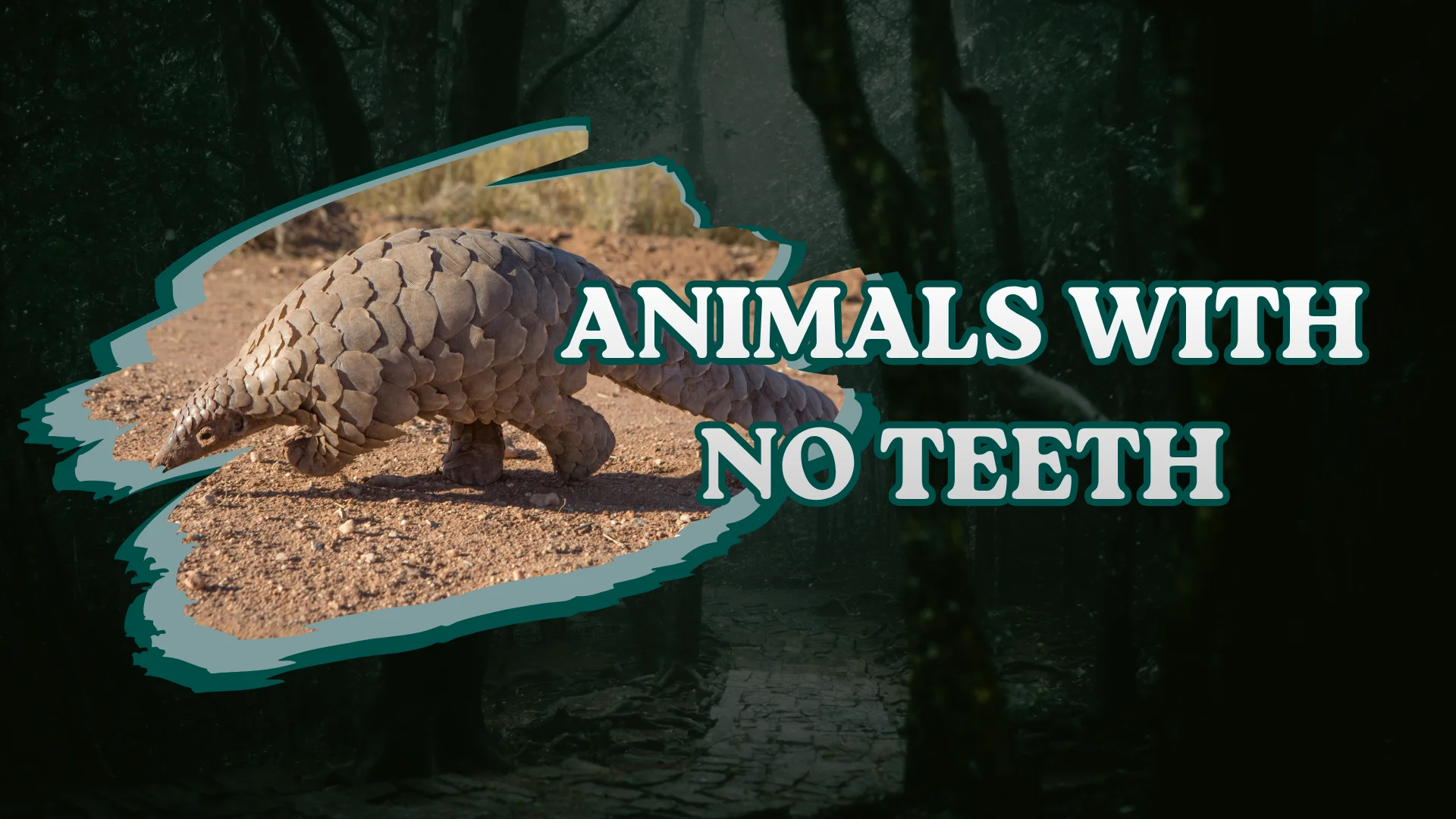 Animals with No Teeth