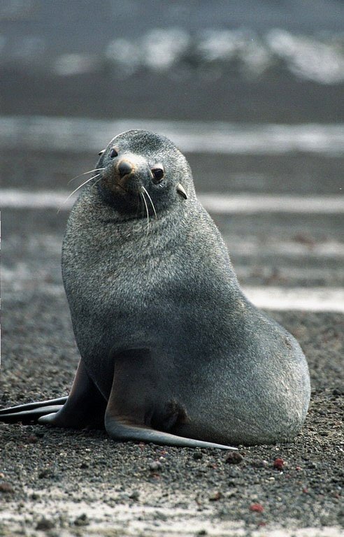 Antarctic Fur Seal