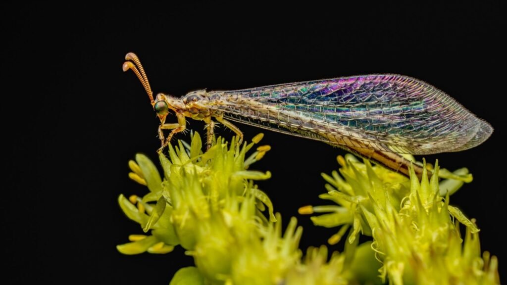 Antlion