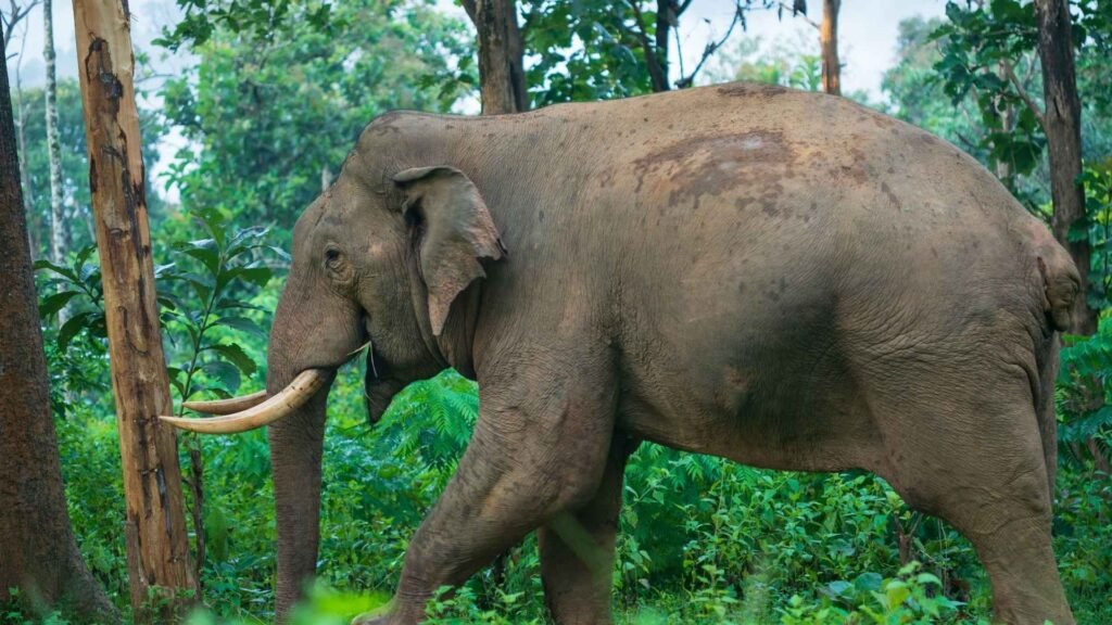 Asian Elephant