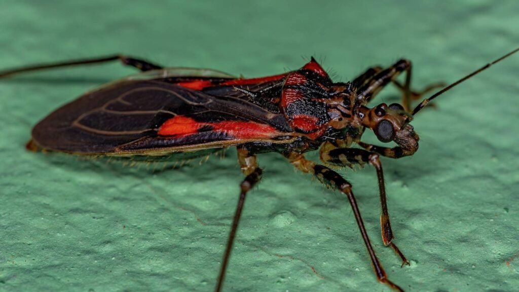Assassin Bug