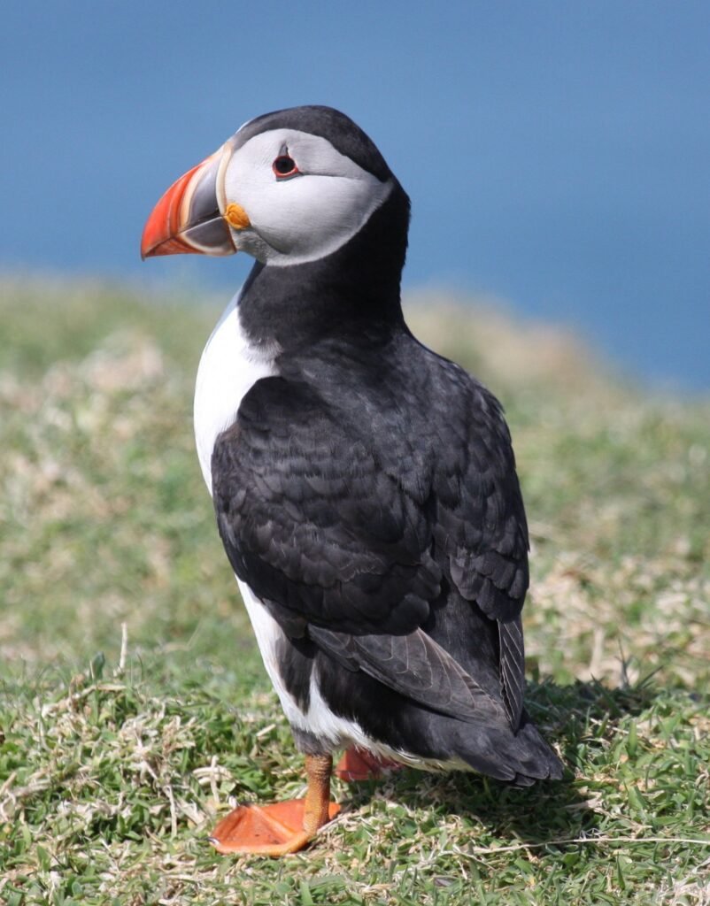 Atlantic Puffin