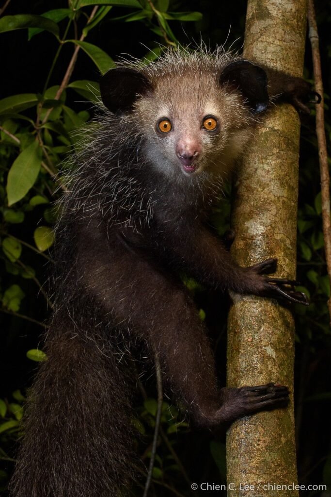 Aye-aye