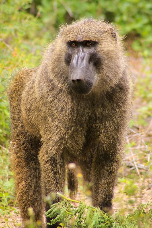 Baboon