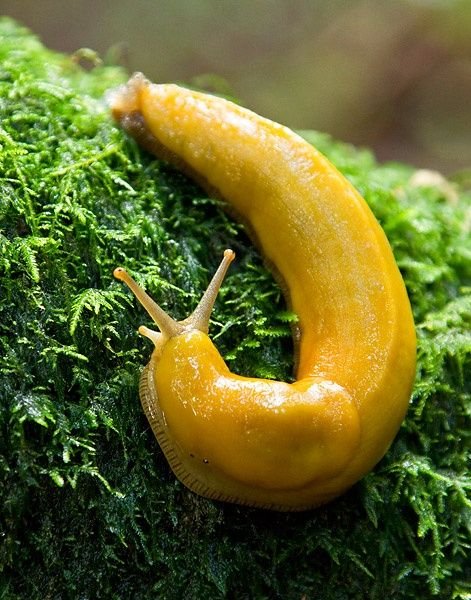 Banana Slug