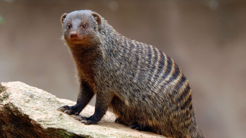 Banded Mongoose