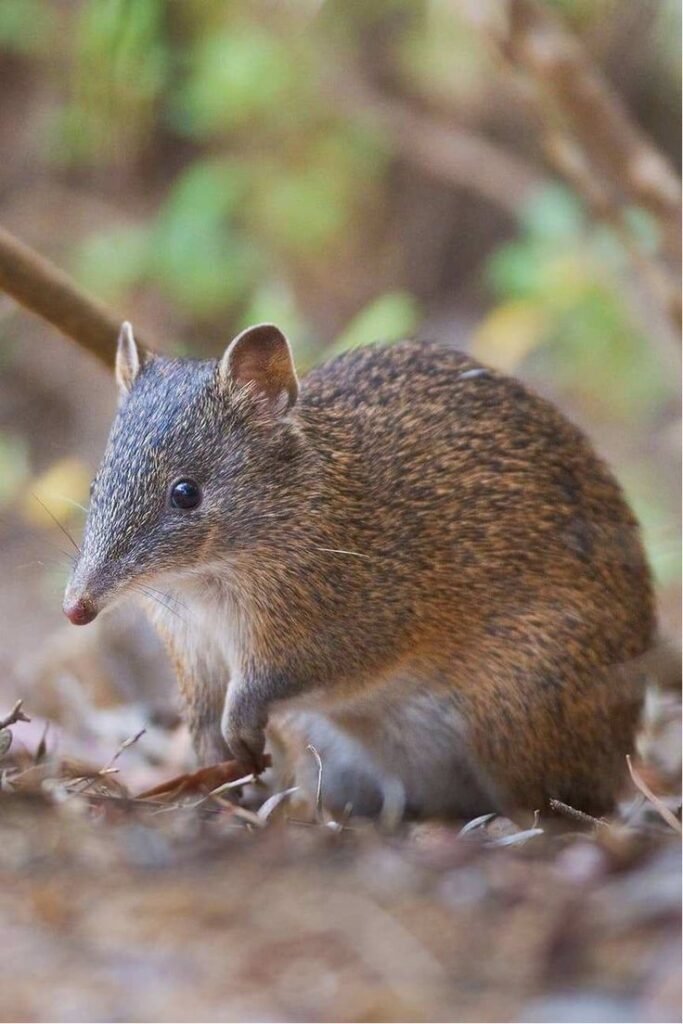 Bandicoot