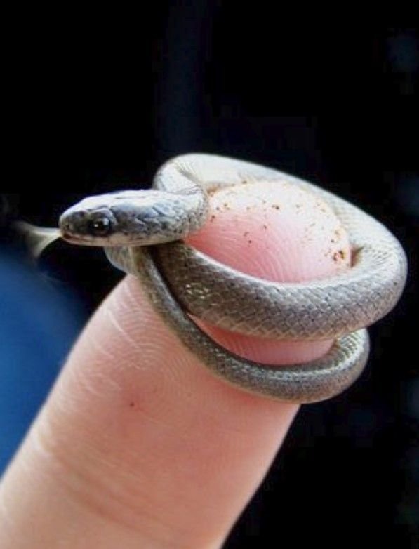 Barbados Threadsnake