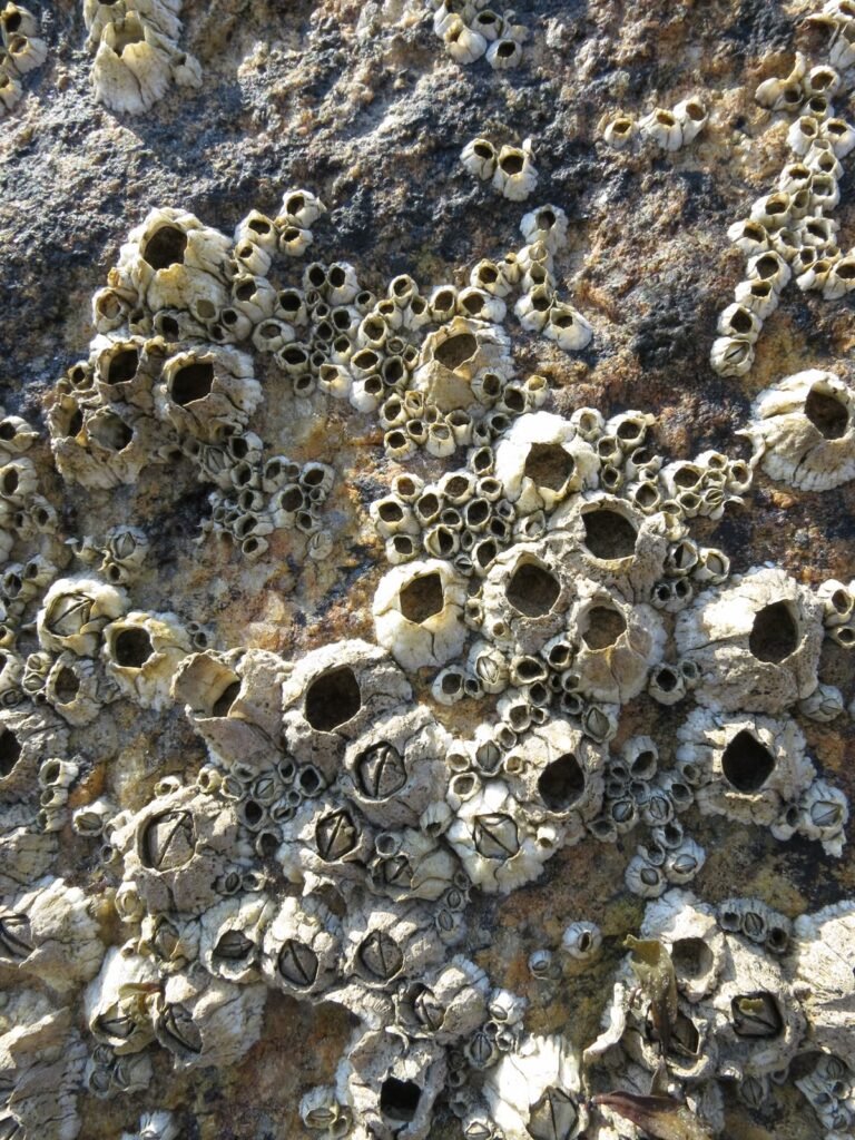 Barnacle