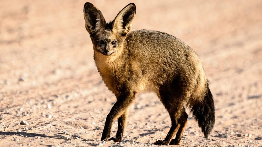 Bat-eared Fox