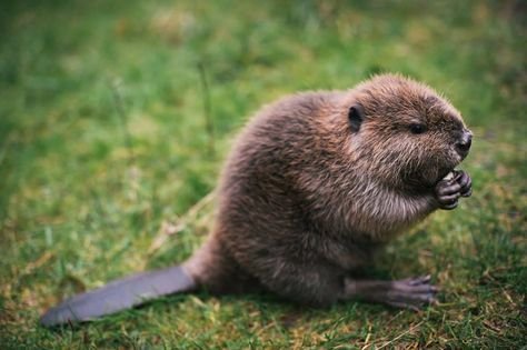 Beaver