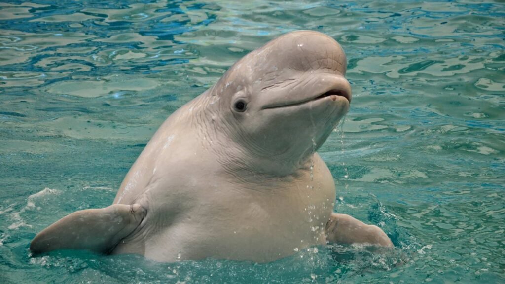 Beluga Whale