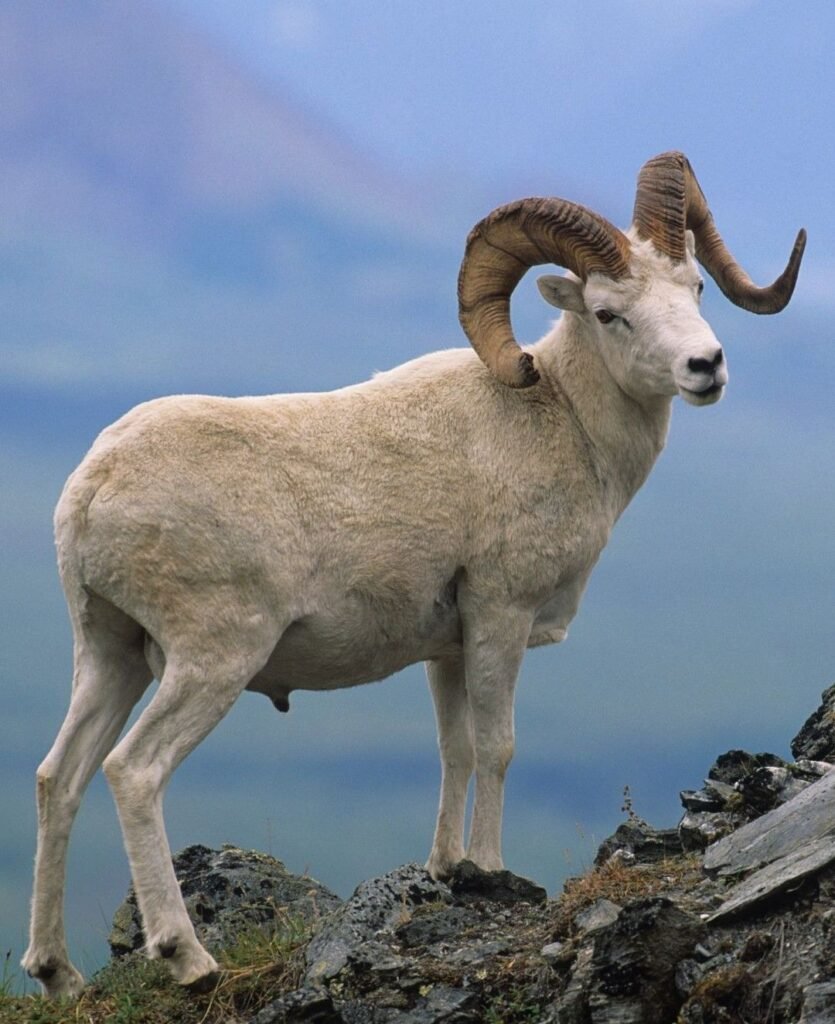 Bighorn Sheep