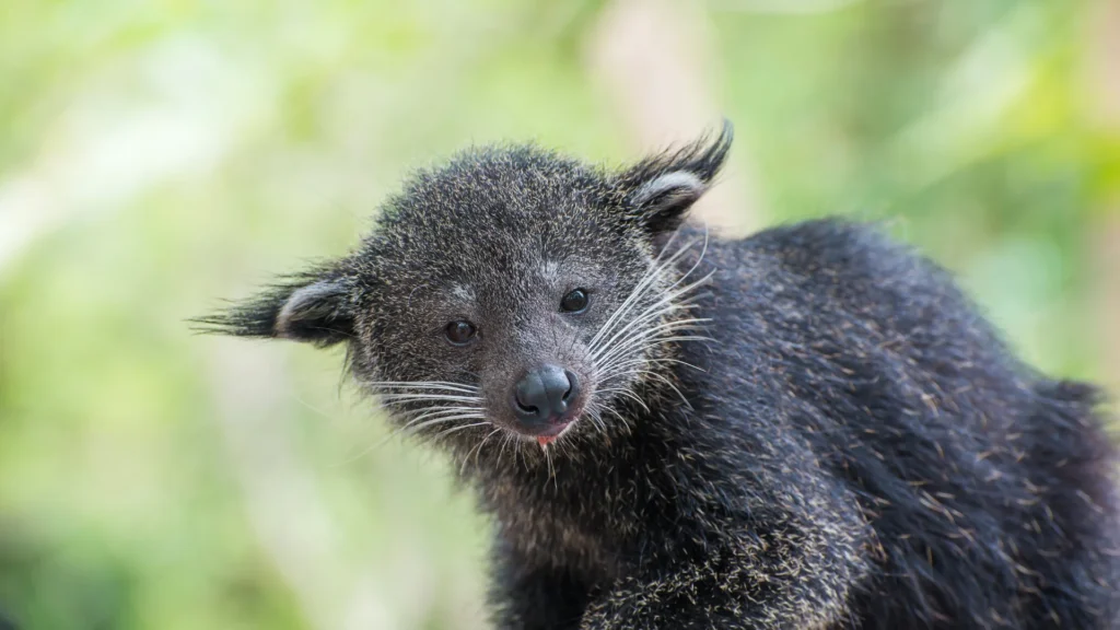 Binturong