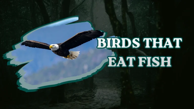 Birds That Eat Fish