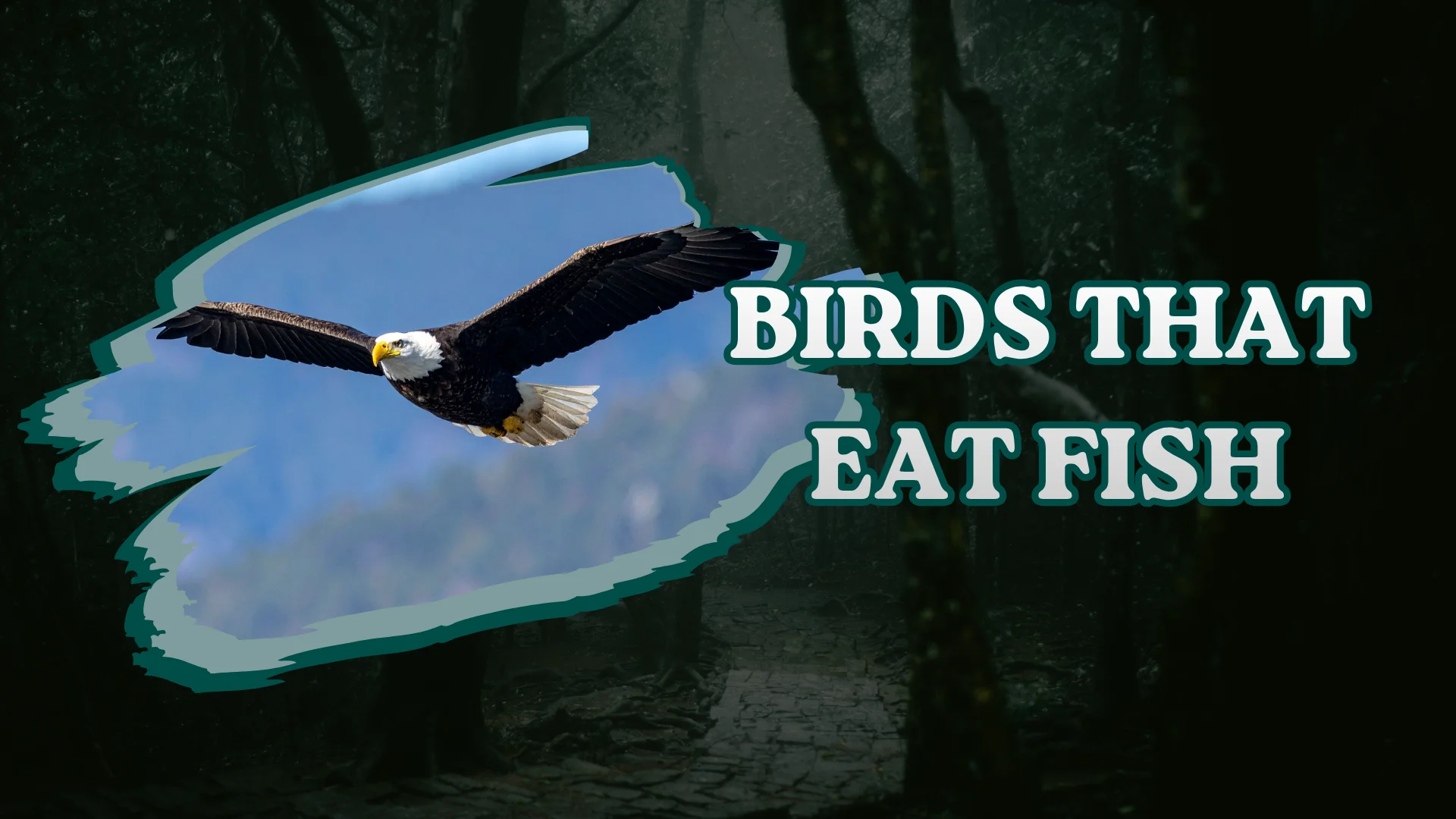 Birds That Eat Fish