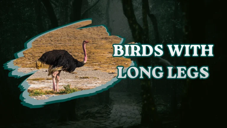 Birds With Long Legs