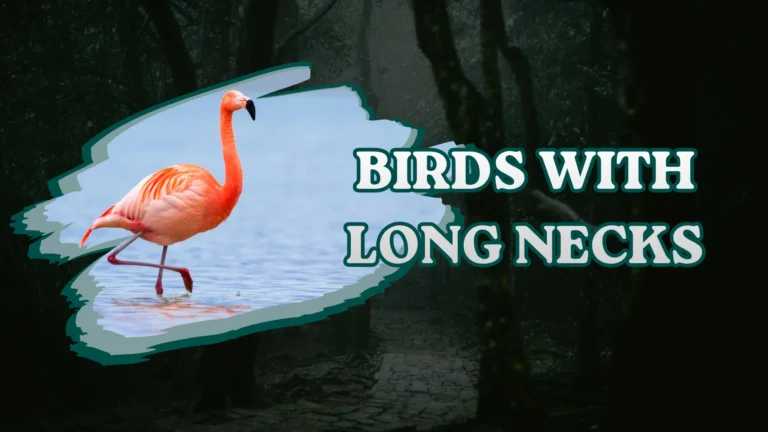 Birds With Long Necks