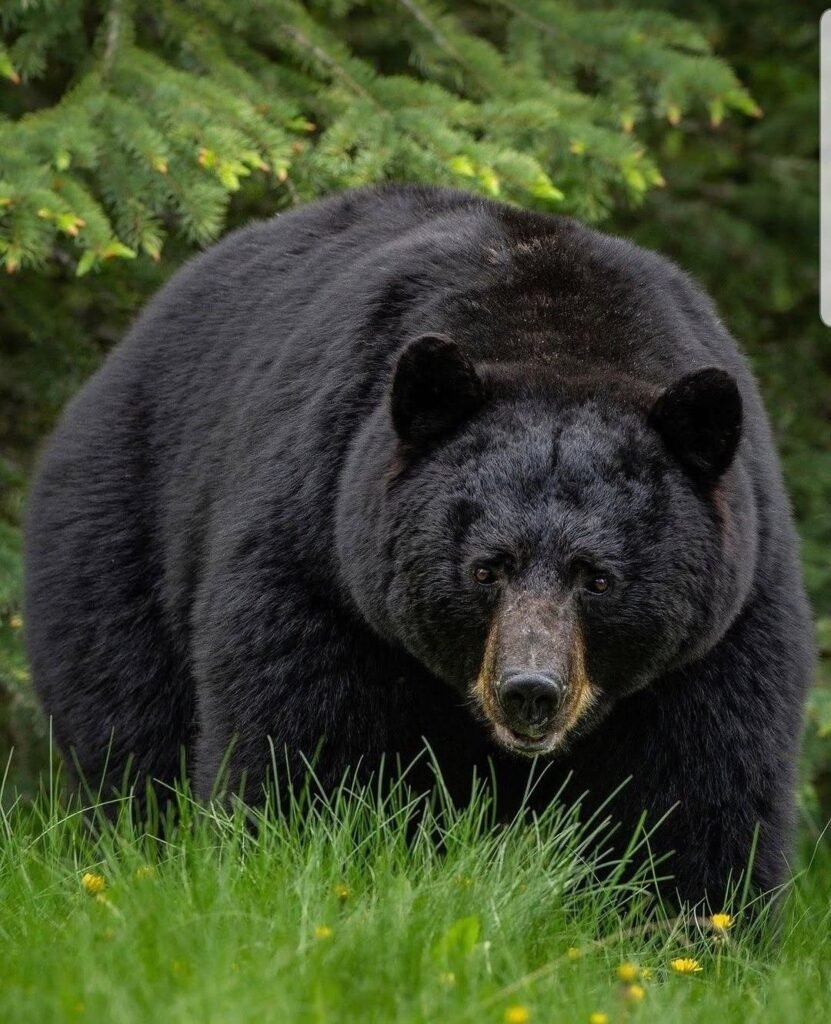 Black Bear