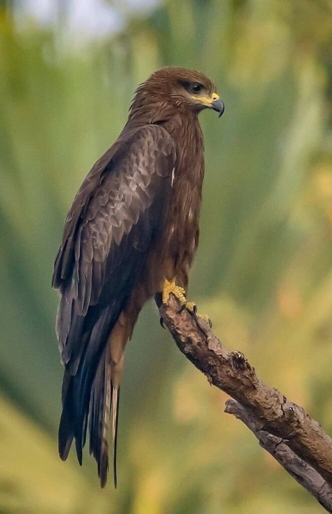 Black Kite