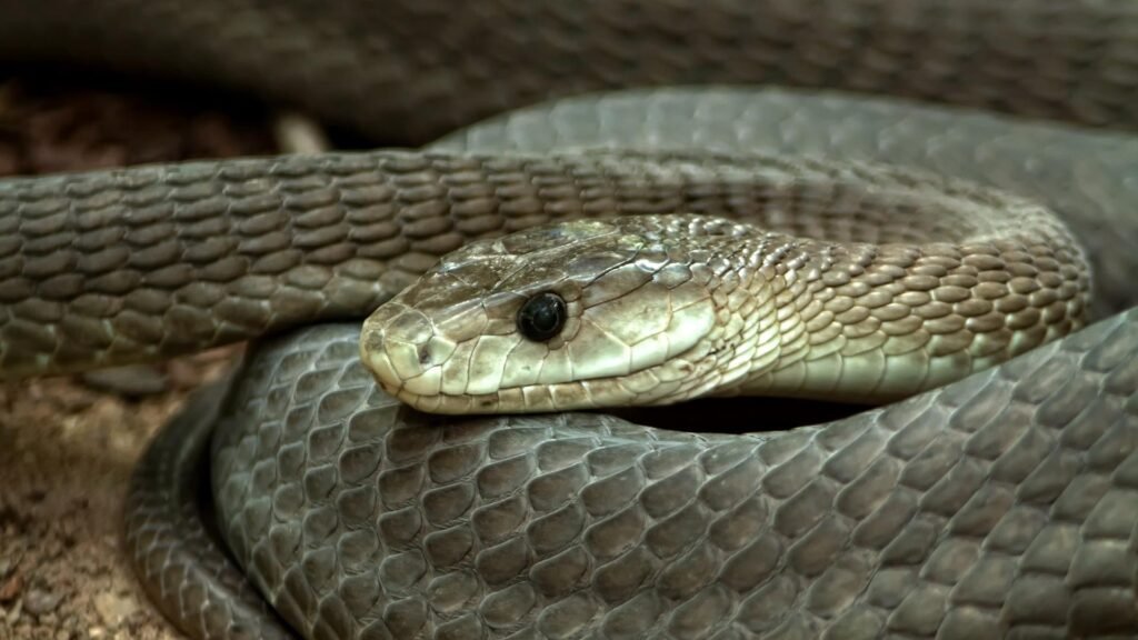 Black Mamba
