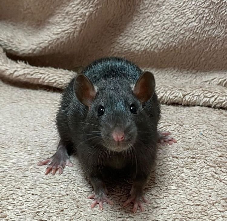 Black Rat