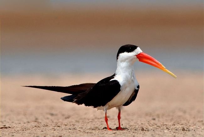 Black Skimmer