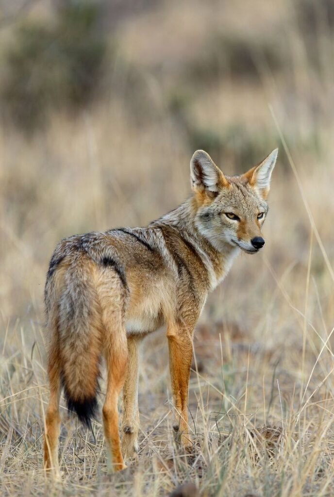 Black-backed Jackal