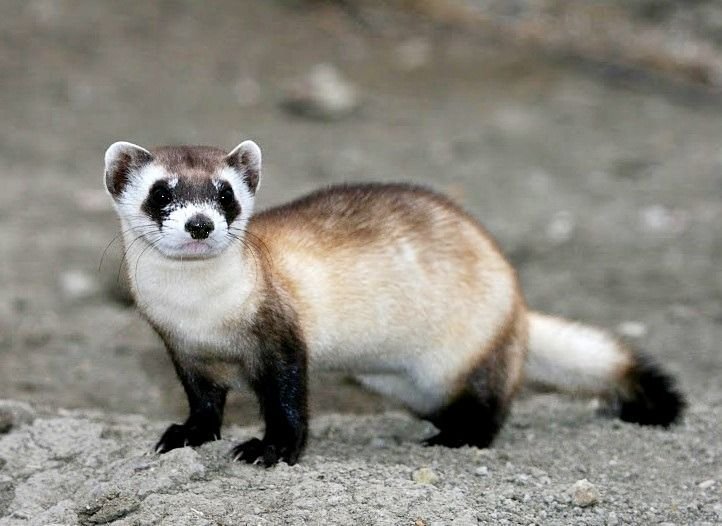 Black-footed Ferret