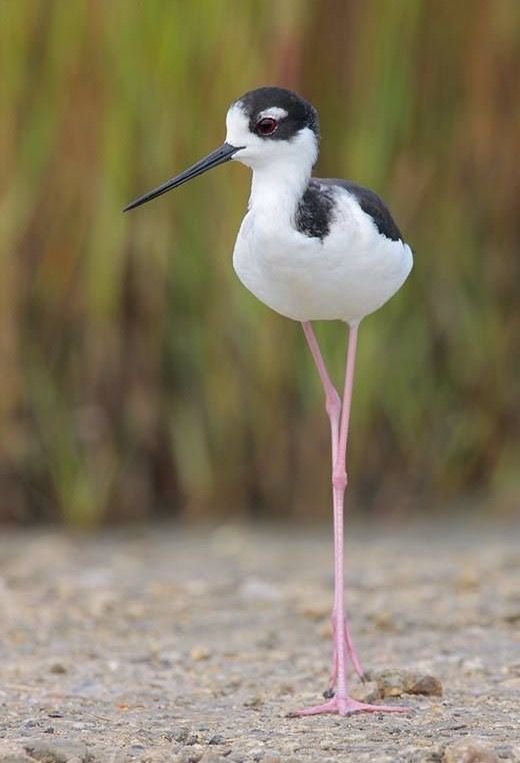 Black-necked Stilt
