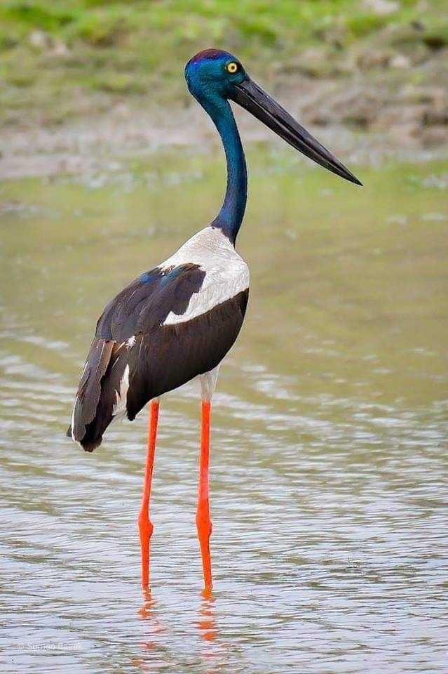 Black-necked Stork