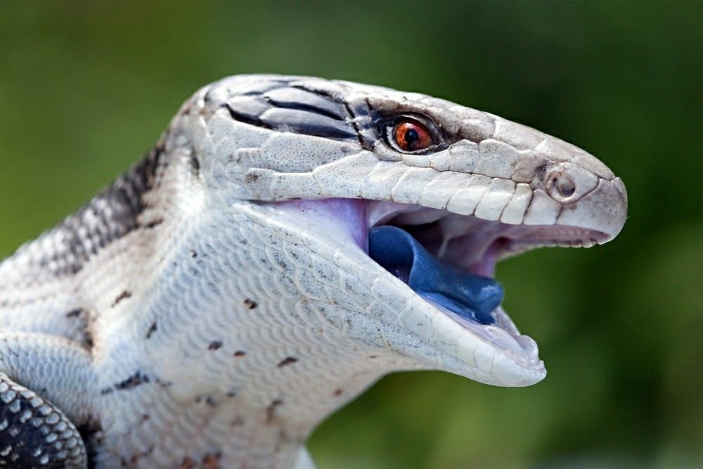Blue-Tongued Skink