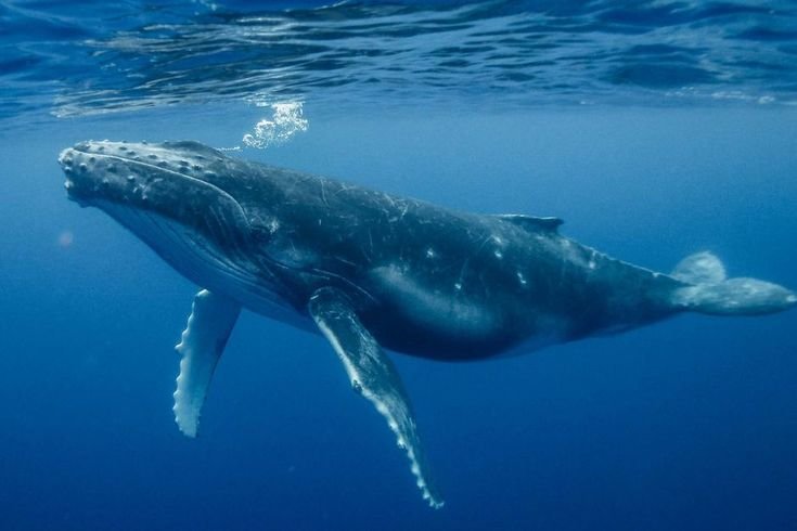 Blue Whale