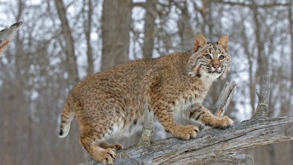 Bobcat