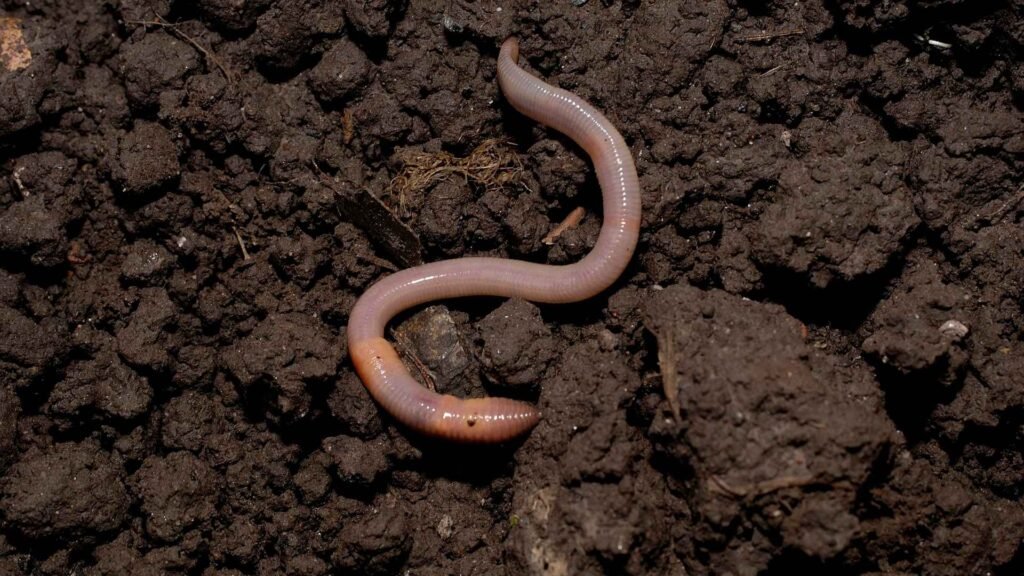 Bone-Eating Worm